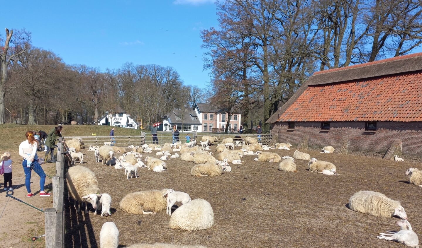 Schaapskudde op de Ginkelse Heide - Ede